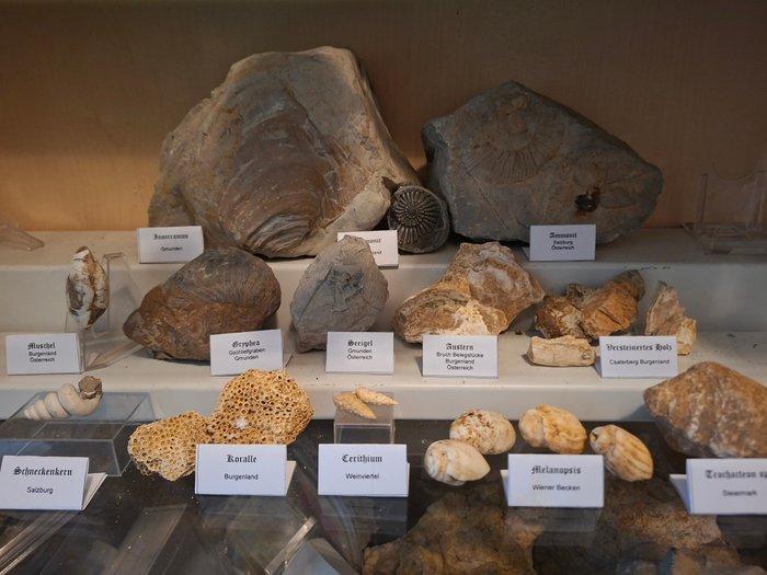 Oude fossielenverzameling met meer dan 20 stuks - Fossiele, Verzamelen, Mineralen en Fossielen