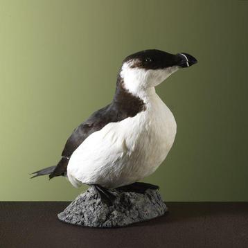 Alk Taxidermie volledige montage - Alca torda - 24 cm - 15, Nieuw
