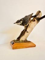 Europese boomklever Taxidermie volledige montage - Sitta, Nieuw