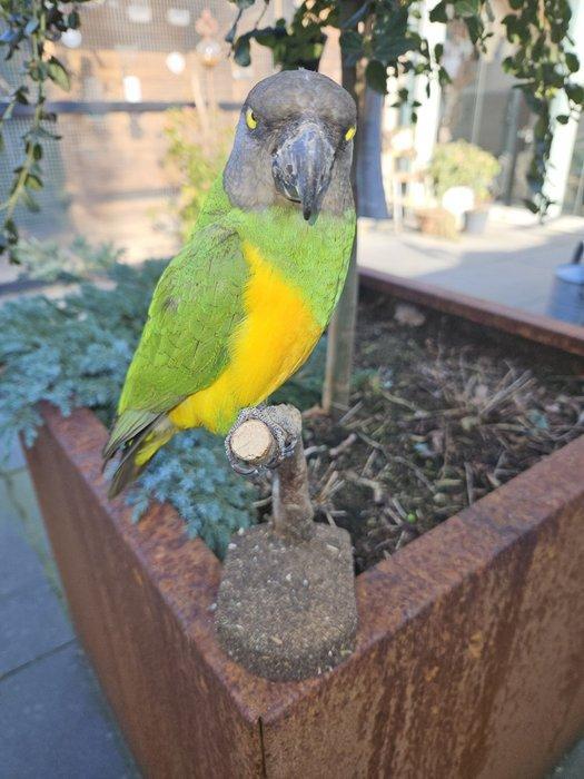 Belle perruche boer multicolore / perroquet sénégalais, Verzamelen, Dierenverzamelingen