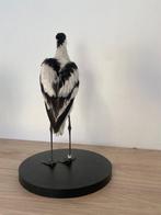 kluut Taxidermie volledige montage - Recurvirostra avosetta, Nieuw