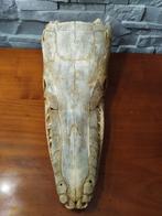 Ongebruikelijke Alligator Gar Schedel - Atractosteus spatula, Verzamelen, Nieuw