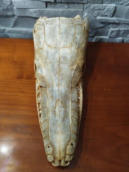 Ongebruikelijke Alligator Gar Schedel - Atractosteus spatula, Verzamelen, Dierenverzamelingen