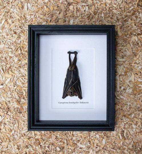 Vleermuis Taxidermie volledige montage - Cynopterus, Verzamelen, Dierenverzamelingen