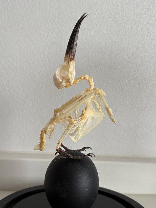 Bijeneter Taxidermie volledige montage - Merops philippinus, Collections, Collections Animaux