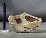 Meilleur poisson fossile naturel multiple - Bon contraste -