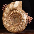 Reusachtige fossiele schelp Ammoniet Kranaosphinctes sp.:, Verzamelen