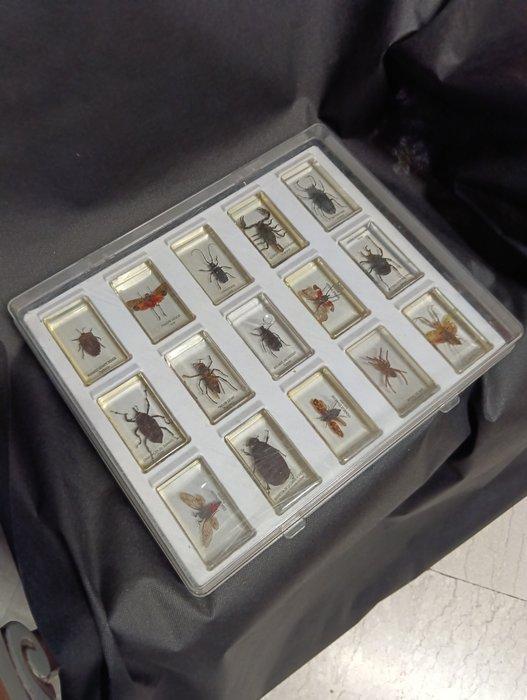 insectes Support de corps entier pour taxidermie - Insetti, Collections, Collections Animaux