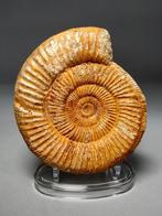 Ammonite du Crétacé - Coquillage fossilisé - Perisphinctes