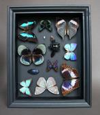 Papillon Support de corps entier pour taxidermie - Pseudo, Nieuw