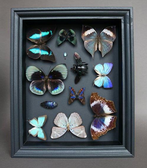 Papillon Support de corps entier pour taxidermie - Pseudo, Verzamelen, Dierenverzamelingen