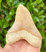Megalodon - Fossiele tand - 11 cm - 8 cm, Verzamelen, Mineralen en Fossielen