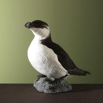 Alk Taxidermie volledige montage - Alca torda - 24 cm - 15, Nieuw