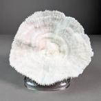 Splendid Bowl Corail Corail - Halomitra pileus (with Import, Nieuw