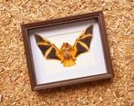 Painted Vesper Bat Folted - framed Taxidermie volledige