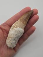 Mosasaurus - Gefossiliseerd dier - 10 cm (Zonder, Verzamelen, Mineralen en Fossielen