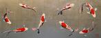 La La La Come Dancing - Largest Koi work from Kunio Kaneko