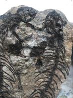 Fossiel skelet - barasaurus sp. - 2 cm - 10 cm, Verzamelen
