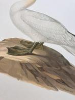 Von Wright brothers & Bror Halberg - Northern gannet, Verzamelen, Nieuw