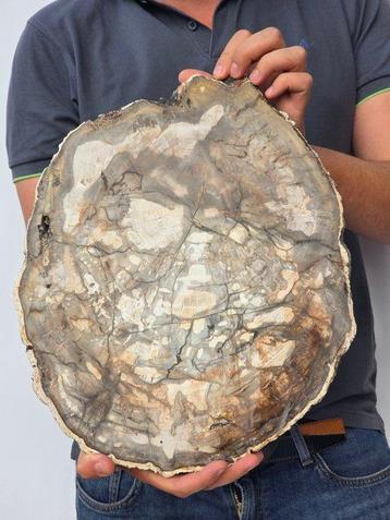 Bois fossile - Bois fossilisé - 37 cm, Collections