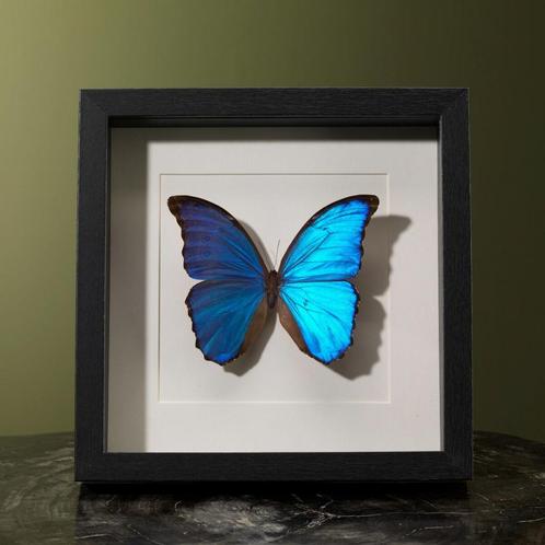 Morpho in Lijst Taxidermie Opgezette Dieren By Max, Verzamelen, Dierenverzamelingen, Opgezet dier, Nieuw, Insect, Ophalen of Verzenden