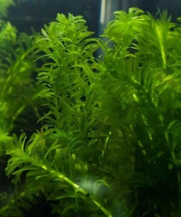 Aquariumplant - Elodea Densa bos (zuurstof) beschikbaar voor biedingen