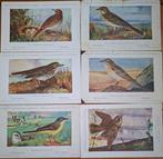 België - Dieren - 1/348 Vogelkaarten, - Ansichtkaart (348) -, Gelopen