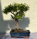 Dwerg granaatappel bonsai (Punica granatum) - Hoogte (boom):