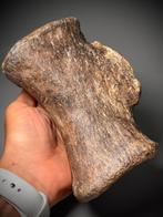 Echte dinosaurus Camarasaurus staartwervel - Fossiel bot -