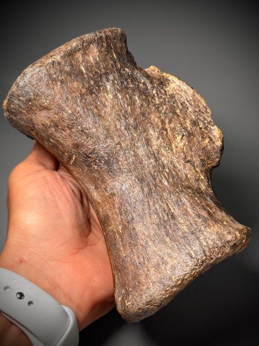 Echte dinosaurus Camarasaurus staartwervel - Fossiel bot -, Collections, Minéraux & Fossiles