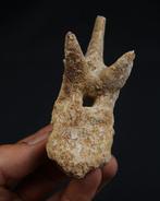 Dinosaurus - Fossiel wervelbot - vértebra de terópodo, Verzamelen