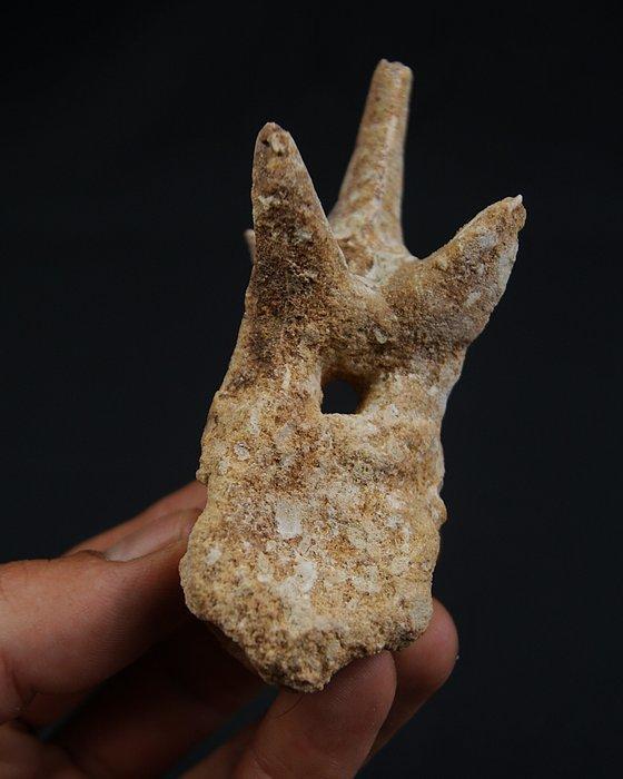 Dinosaurus - Fossiel wervelbot - vértebra de terópodo, Verzamelen, Mineralen en Fossielen