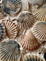 Pecten - Fossiel fragment - 38 cm - 30 cm, Verzamelen