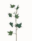 Hedera Tak +/-33cm. Hedera Tak +/-33, Huis en Inrichting, Woonaccessoires | Kunstplanten en Kunstbloemen, Nieuw