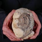 Fossiel ammoniet in matrix - Fossiel fragment -, Nieuw