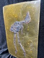 REPLICA - Vogel - Gereconstrueerd skelet - 25 cm - 15 cm