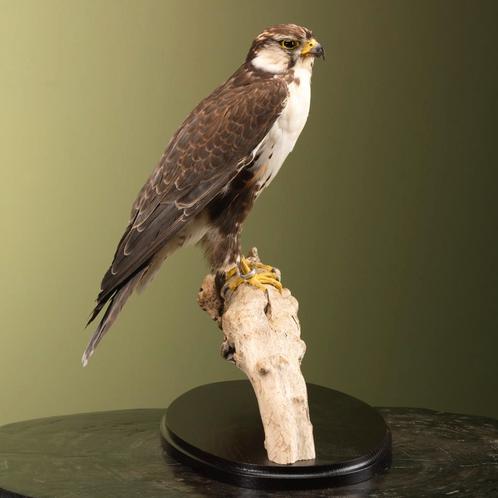 Indische Lannervalk Taxidermie Opgezette Dieren By Max, Verzamelen, Dierenverzamelingen, Opgezet dier, Nieuw, Vogel, Ophalen of Verzenden