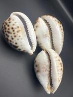 Gastéropode Coquillage marin - Cyprae Tigris (Sans prix de, Antiek en Kunst