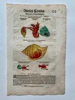 Conrad Gesner - Fischbuch - 1598