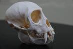 Vervet Monkey Skull - Bot - Chlorocebus pygerythrus - 0 cm -