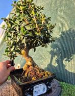 Olijf bonsai (Olea europaea) - Hoogte (boom): 30 cm - Diepte, Antiek en Kunst