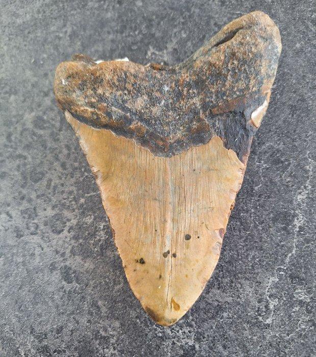 Megalodon - Fossiele tand - *oversized monster* *TITAN FANG*, Antiek en Kunst, Curiosa en Brocante