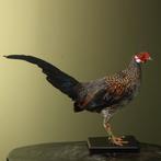 Sonnerathoen Kip Taxidermie Opgezette Dieren By Max, Ophalen of Verzenden, Nieuw, Vogel, Opgezet dier