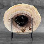 Belle tranche de racine de palmier pétrifiée sur un support