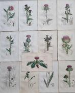 James Edward Smith (1759/ 1828) - James Sowerby (1757/ 1822)