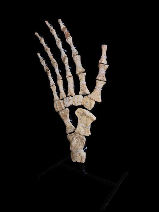 Mosasaurus - Fossiel skelet - Mosasaurus sp. - 60 cm - 30 cm, Collections, Minéraux & Fossiles