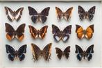 Charaxes vlindercollectie #2 - Entomologie - Taxidermie -, Verzamelen, Dierenverzamelingen, Nieuw