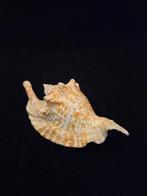 Zeeslak Zeeschelp - M-934 STROMBUS GALLUS (Zonder, Verzamelen, Nieuw