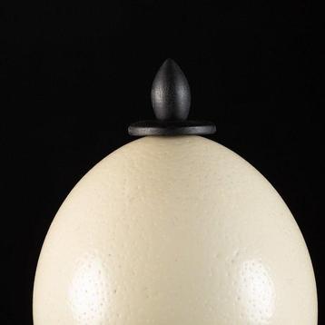Specimen de Wunderkammer - Œuf dautruche - Cave faite main, Nieuw