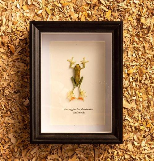 Kikker Taxidermie volledige montage - Zhanggixalus, Verzamelen, Dierenverzamelingen